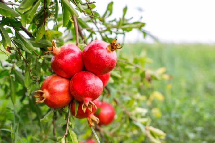 Autumn fruits hanging on a tree branch in the garden.