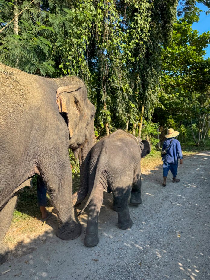 Bangkok, Thailand - November 11, 2024: Asian elephants walk in a nature park