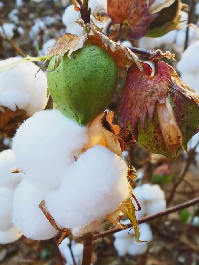 close-up-apple-tree