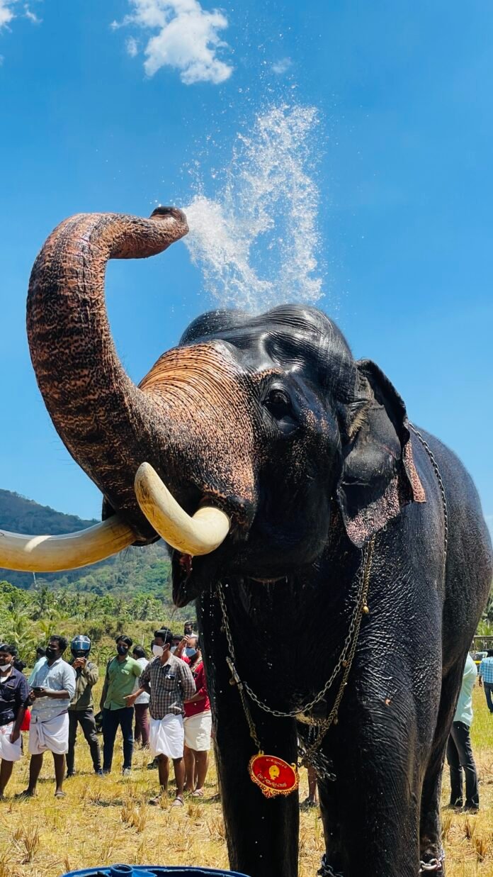 elephant-drinking-water