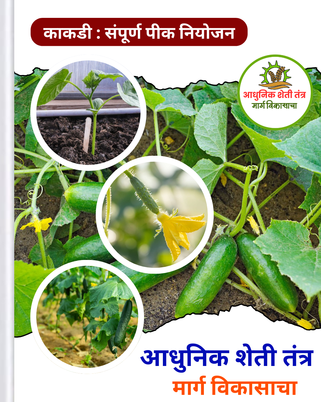 काकडी पीक - Image 2