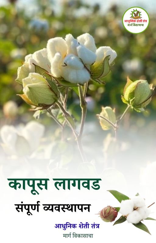 कापूस - Image 2