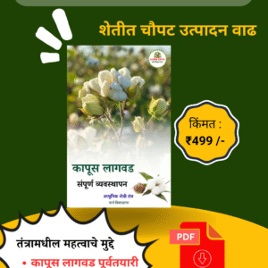 कापूस