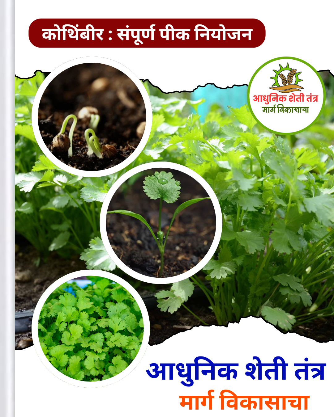 कोथिंबीर पीक ebook - Image 2