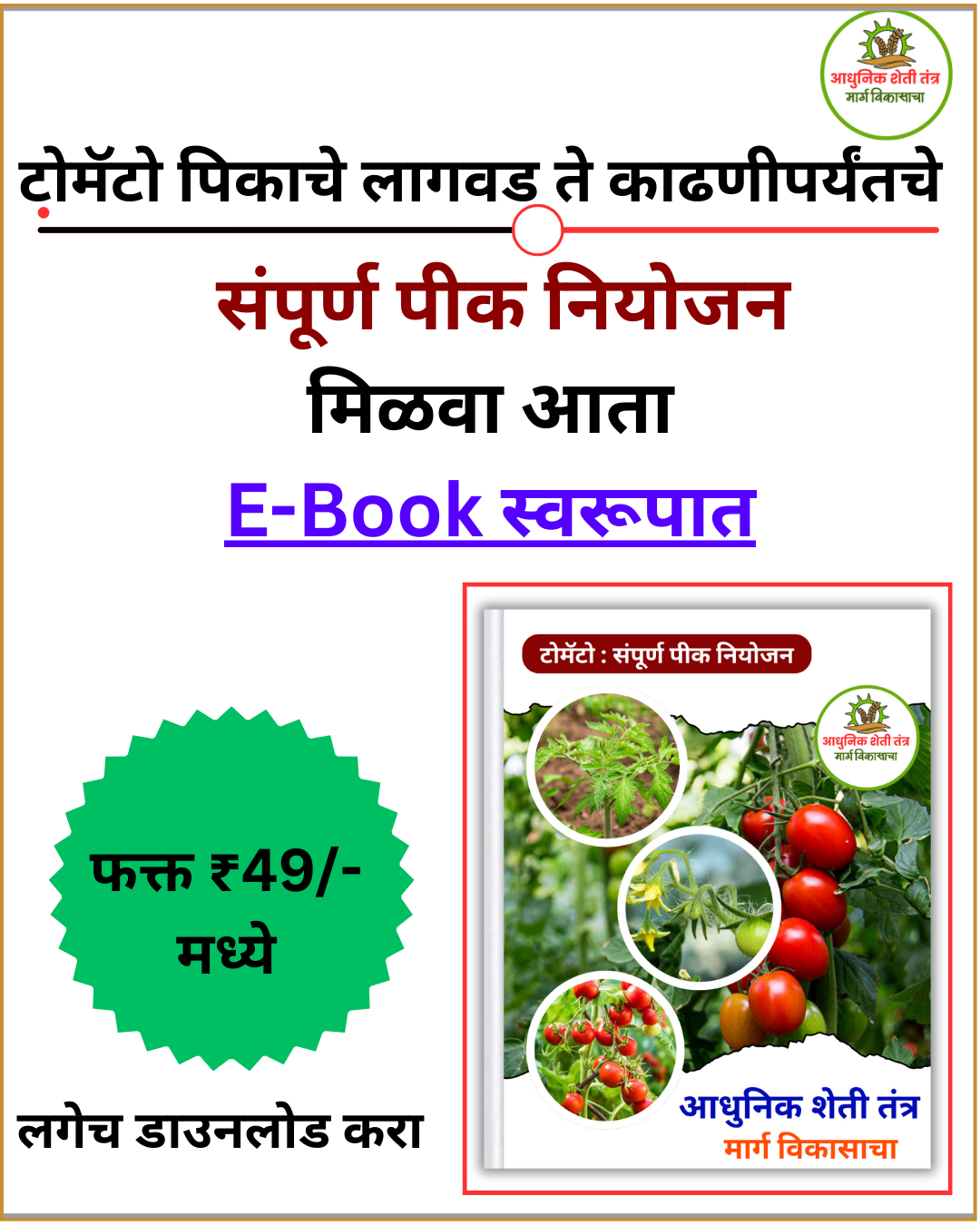 टोमॅटो पीक - Image 2