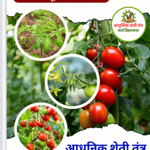 टोमॅटो पीक