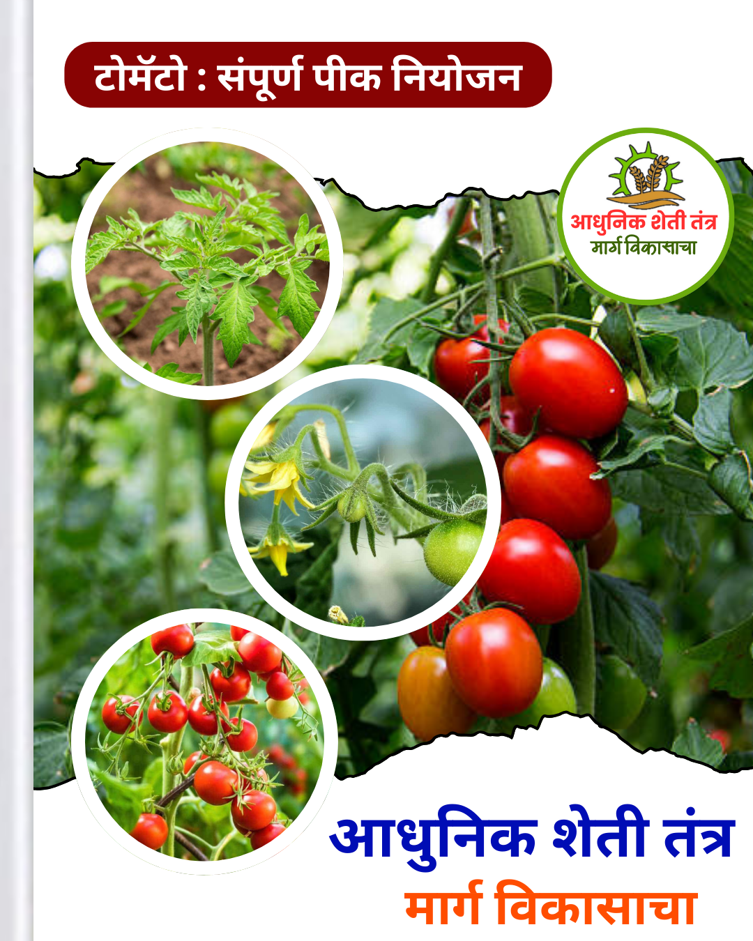 टोमॅटो पीक