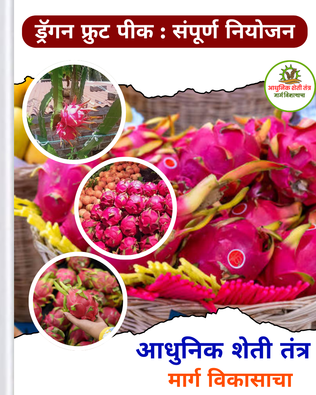 ड्रॅगन फ्रुट पीक लागवडीपासून ते विक्रीपर्यंत - Image 3