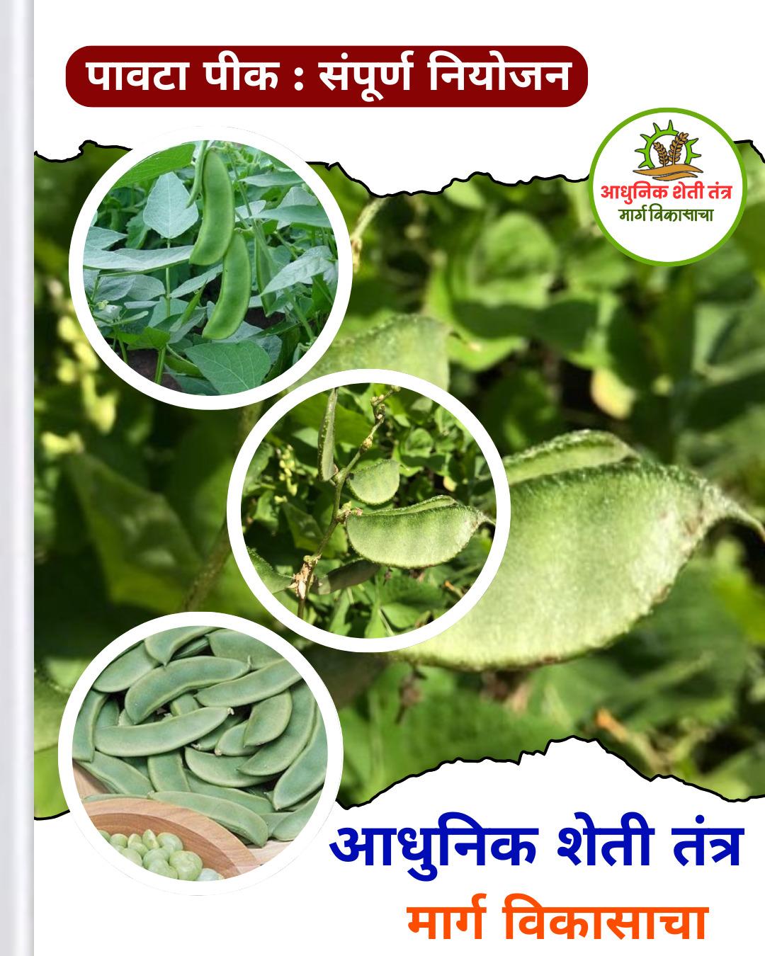 पावटा पीक संपूर्ण  नियोजन - Image 3