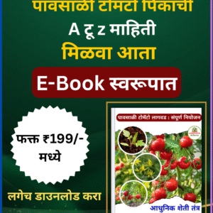 पावसाळी टोमॅटो लागवड
