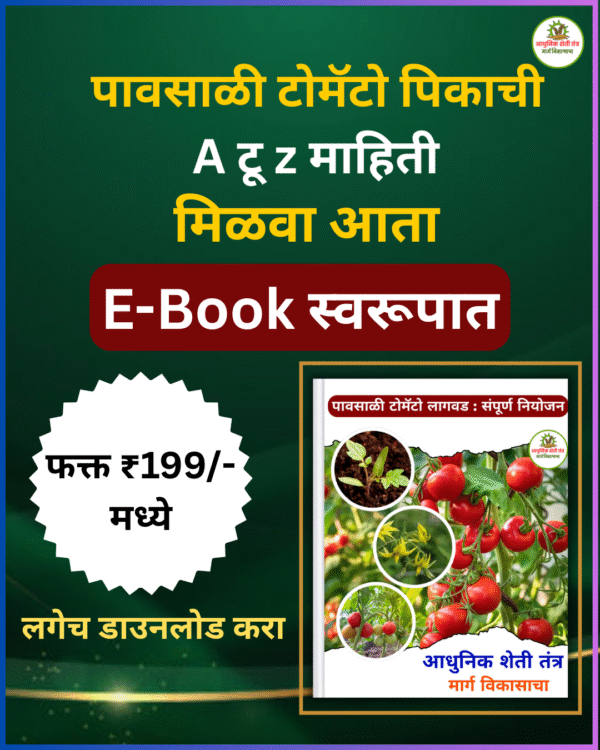 पावसाळी टोमॅटो लागवड