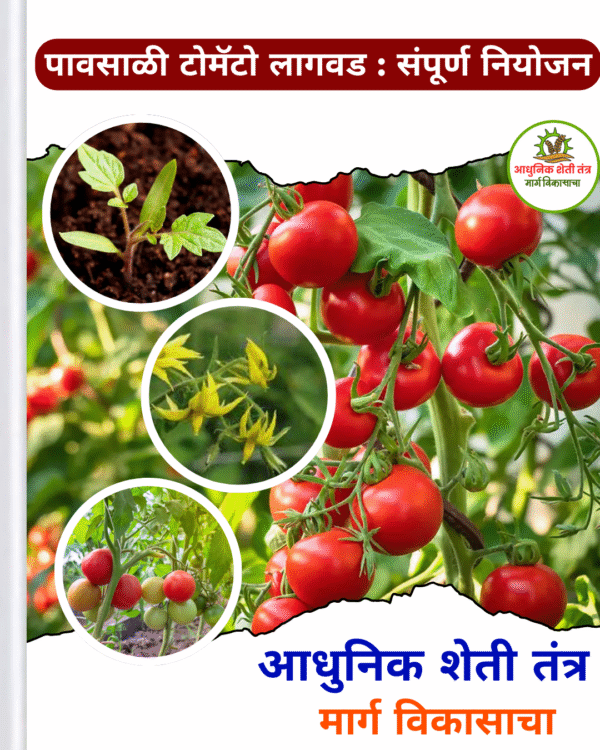 पावसाळी टोमॅटो लागवड - Image 3