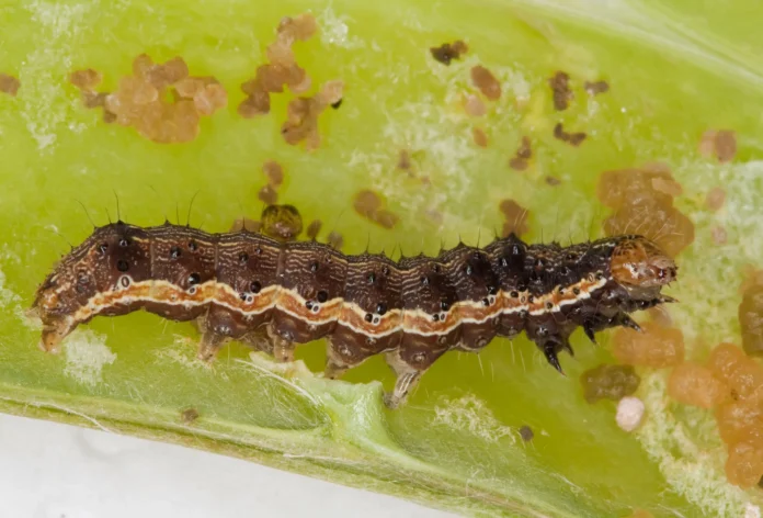 csm_cotton_bollworm_helicoverpa_armigera_larva_1_koppert_43b6b3ab55 (1) sdf
