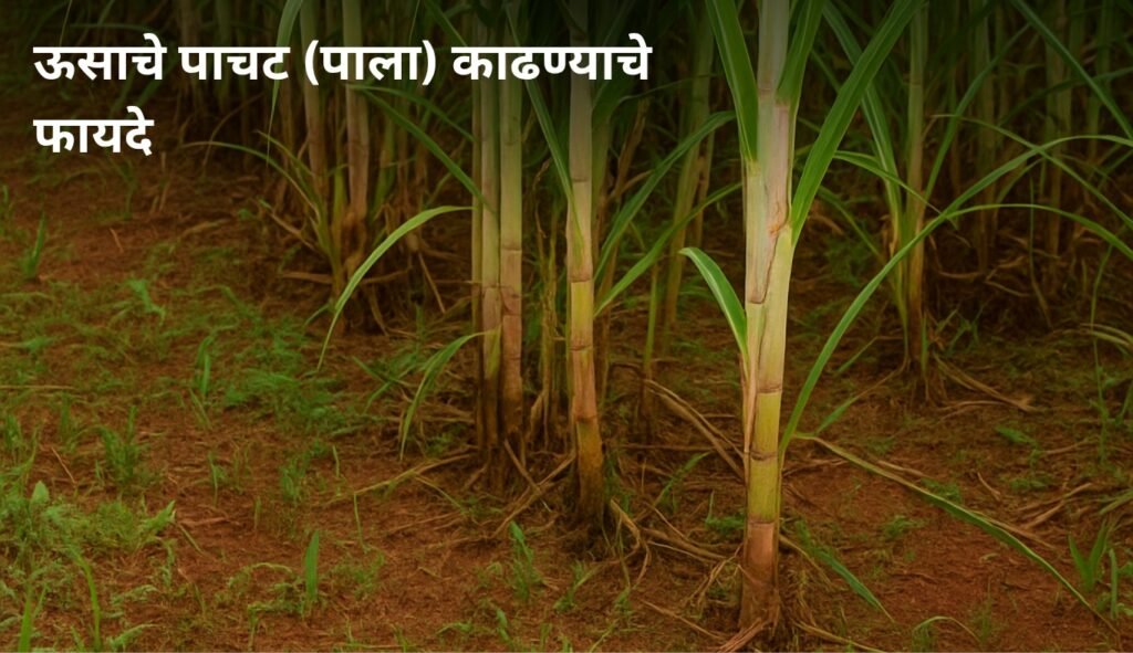 ऊसाचे पाचट काढण्याचे फायदे