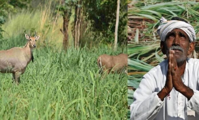 “वन्य प्राण्यांमुळे पिकांचे मोठे नुकसान