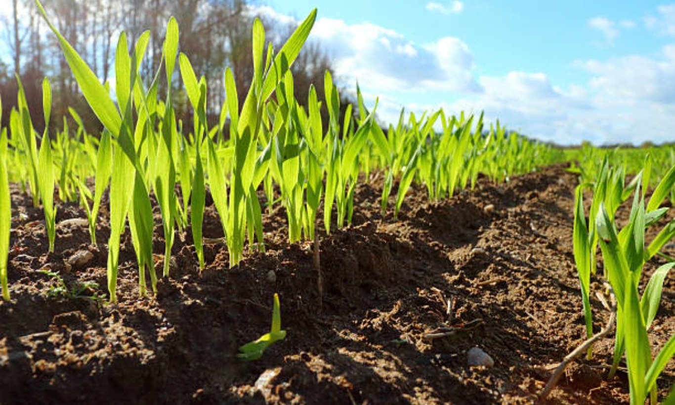 गहू उत्पादन वाढवण्यासाठी व्यवस्थापन 