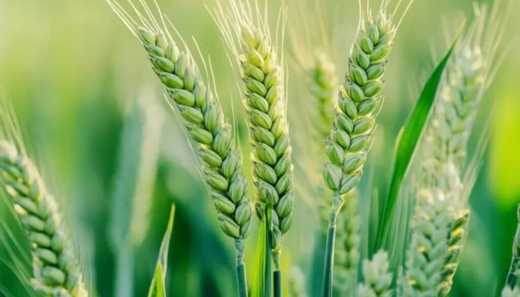 गहू पीक