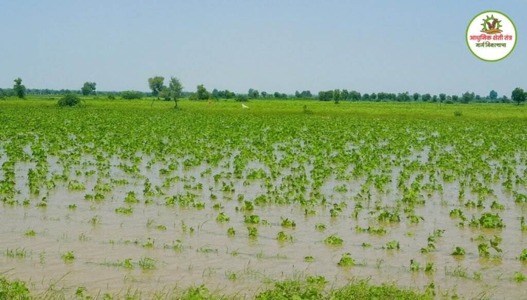 पूरग्रस्त जमीन , पावसानं जमीन खरडली मोफत माती गाळ