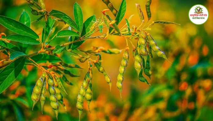 तूरीवरील शेंगा पोखरणाऱ्या अळीचे नियंत्रण