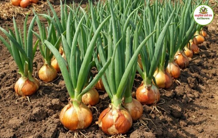 कांदा लागवड माहिती