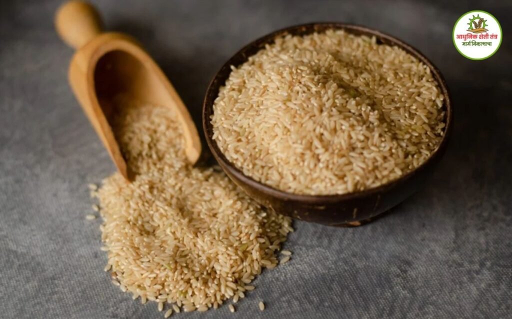 GI Food आजरा घनसाळ तांदूळ