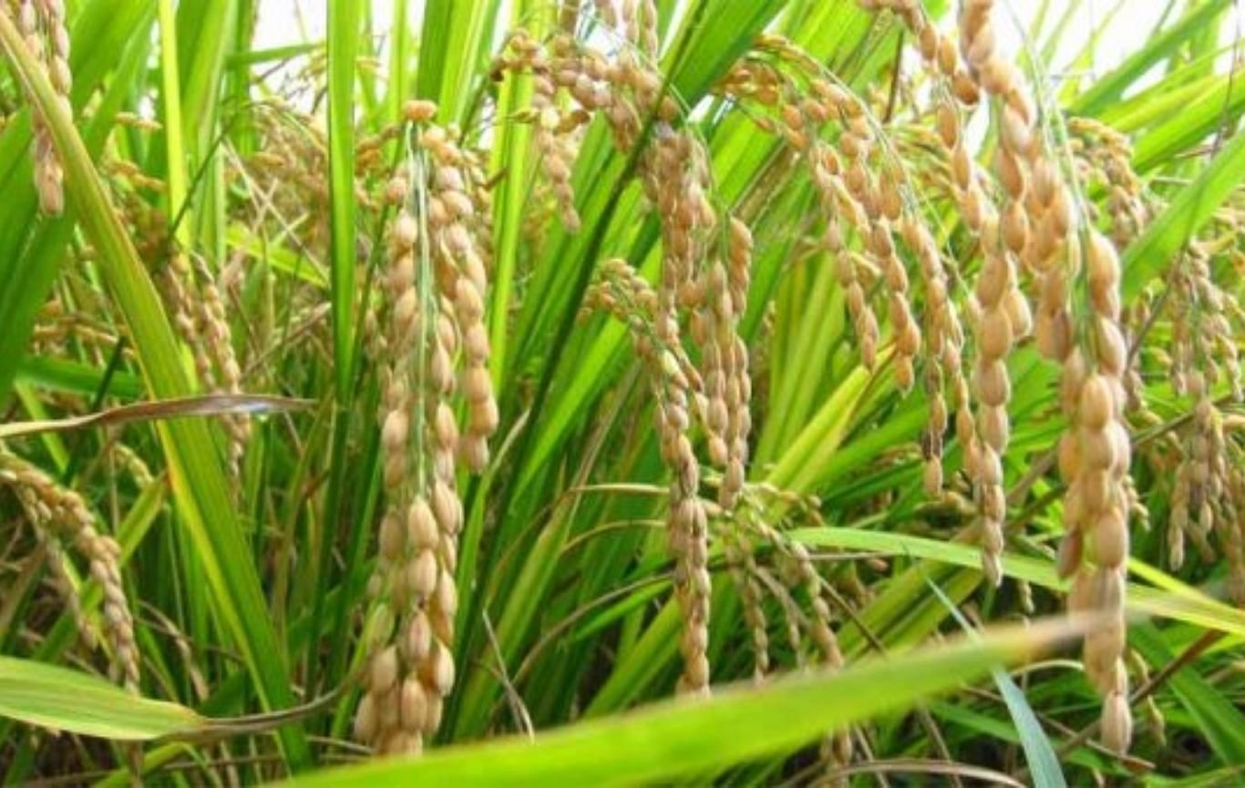 GI Food आजरा घनसाळ तांदूळ