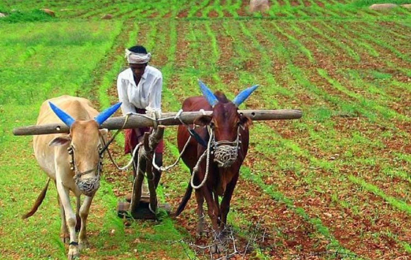कृषी पुरस्कार : शेतकरी शेतात काम करताना